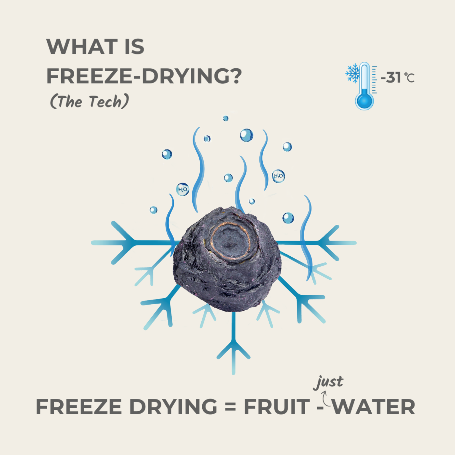 what is freeze drying blueberry fruit minus water explained