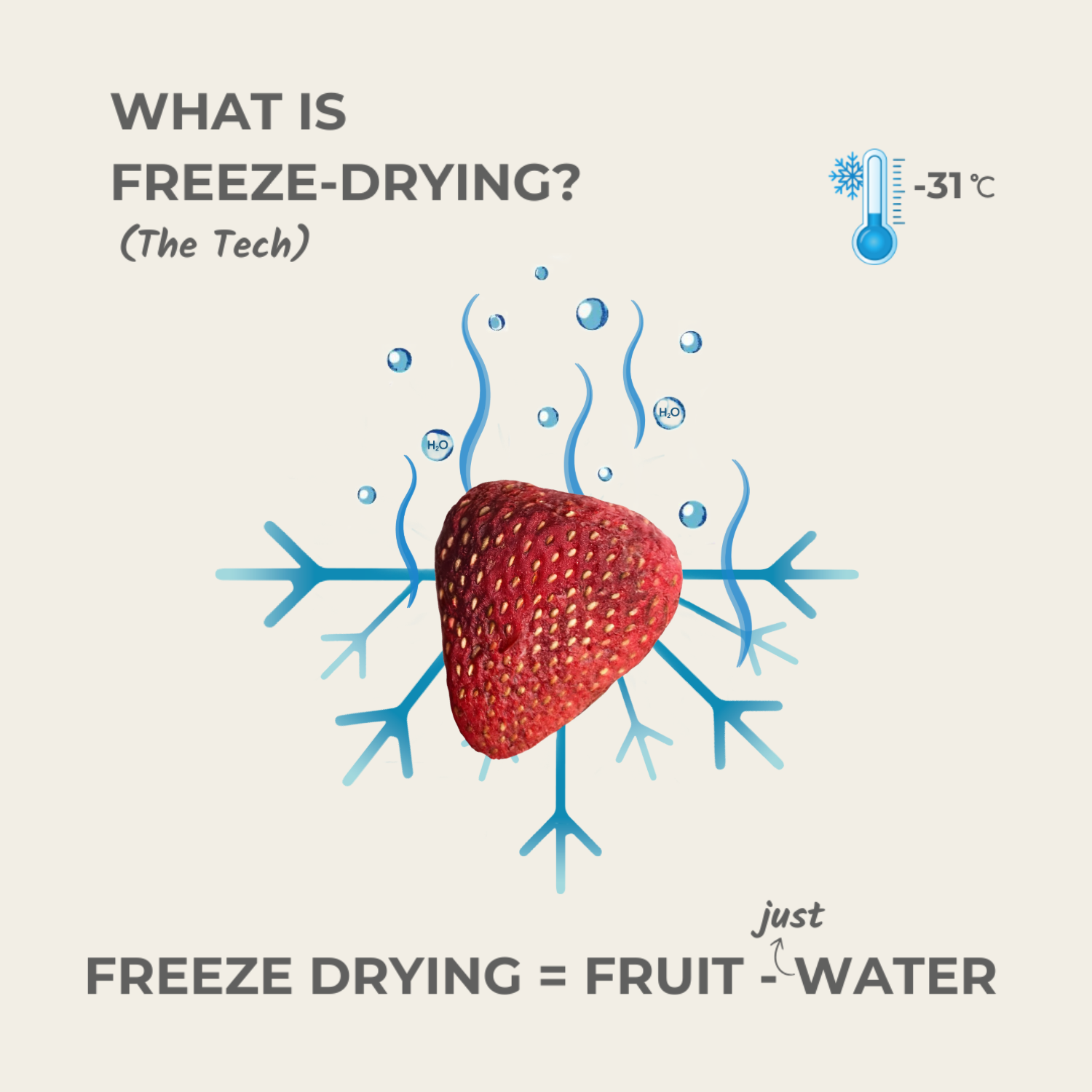 what is freeze drying strawberry fruit minus water explained